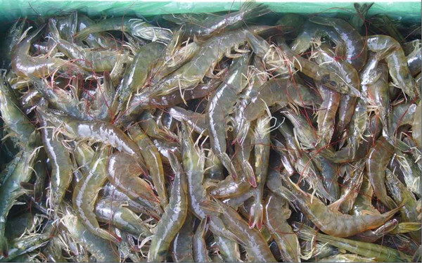 水产物检测仪器装备先容和参数申明