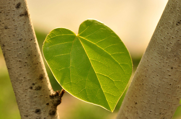 光合感化测定仪 光合感化测定仪