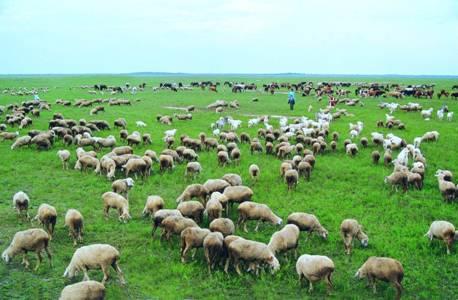 草原生态景象抽象站厂家 草原生态景象抽象站厂家